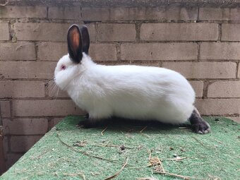 Kalifornský cierny - 2