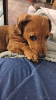 Jazvečík trpaslici - 2