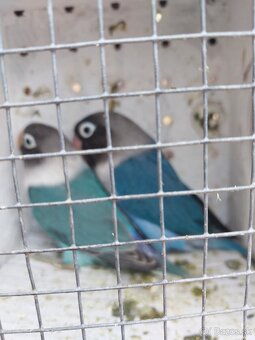 Predam agapornis - 2