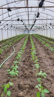 Fóliovník železná konštrukcia - 2