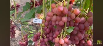 Predám sadenice viniča - 2