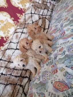 Pudel toy - 2