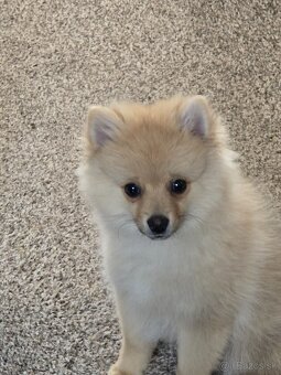 Mini pomerian - 2