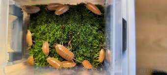 isopody porcellio laevis orange - 2