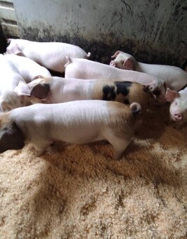 Odstavčata 20-25kg - 2