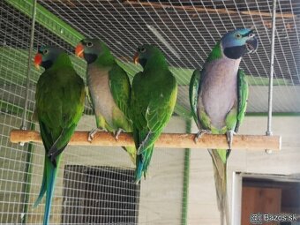 Alexander čínsky Samček. - 2