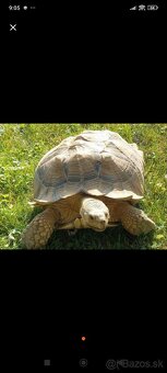 Korytnačka Leopardia korytnačka ostrohata sulcata - 2