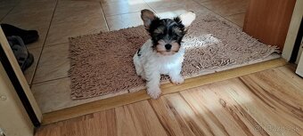 Yorkshire terier biewer - 2