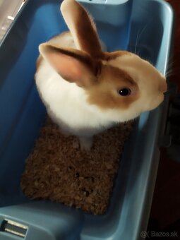 Zajac zakrslý - 2