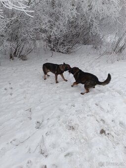 Nemecký ovčiak - 2