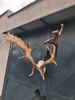 Trofeje, parožie - 2