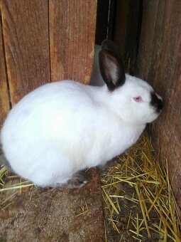 Kalifornské králiky - 2