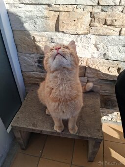 Darujem mačičky - 2