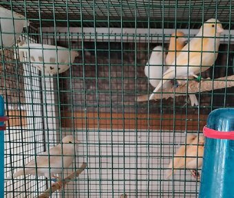 Predam samicky kanarikov r.2025 - 2