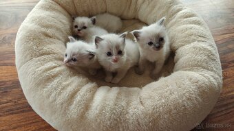 Ragdoll - 2