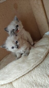 Ragdoll - 2