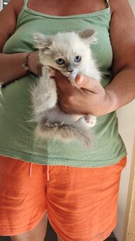 Ragdoll - 2