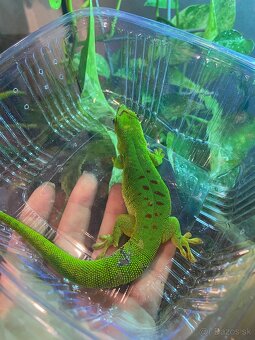 Felzuma madagaskarská - Phelsuma madagascariensis - 2