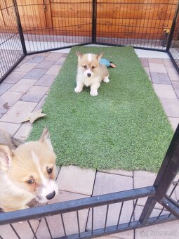 Welsh corgi - 2