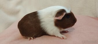 Morciatka - 2