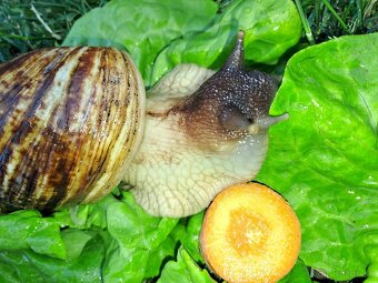 AFRICKÝ SLIMÁCI LISSACHATINA RETICULATA  VEĹKÉ JEDINCE - 2