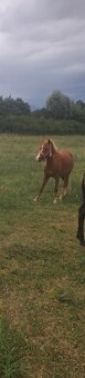 Predám pony kobylku 2rocnu kľudnej povahy - 2