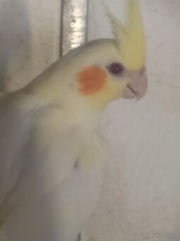 Predám korelu - 2
