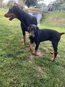 Doberman šteniatko-Psik - 2