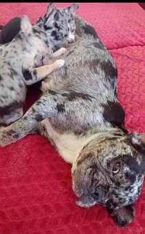 Francúzsky buldoček Blue Merle - 2