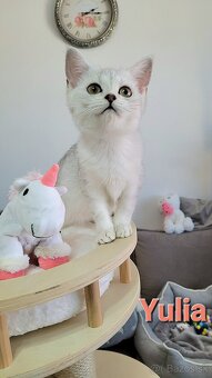 Škótske mačiatka s PP/ F. TICA 5 - 2