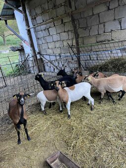 Kamerunske ovce, jahňatá, ovečky, baránky jahničky - 2