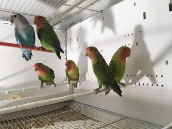 Agapornis Ružovohrdlý - 2