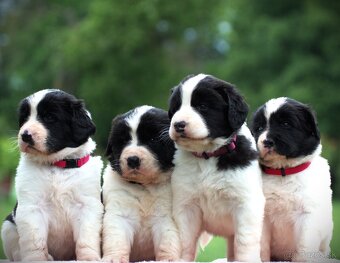 Landseer - 2