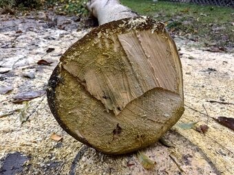 Predám kmeň orecha - 2