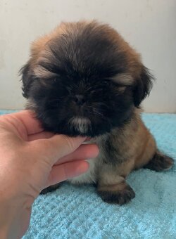 Krásne čistokrvné šteniatka Shih Tzu - 2