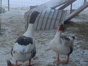 Predam pomoranske husi - 2