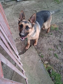 Nemecký ovčiak - 2