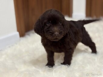 Labradoodle (goldendoodle) sucka - 2