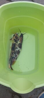 Clarias batrachus "albín" Sumček Clarias - 2