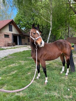 Quarter horse - 2