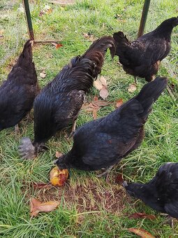 Ayam cemani - 2