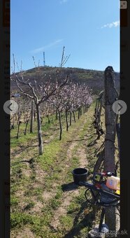 Vinica na predaj - 2