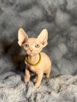 Kanadsky Sphynx - 2