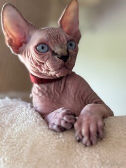 Kanadsky Sphynx - 2