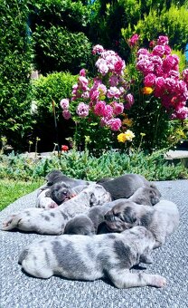 Cane corso Merle - 2