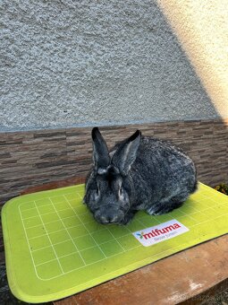 Činčila veľká - 2