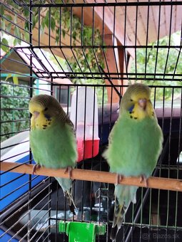 Andulky výstavné - 2