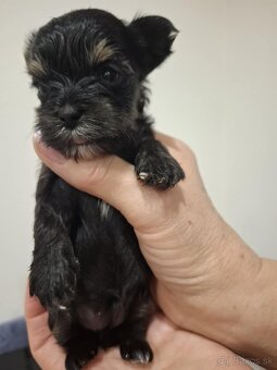 Yorkshirsky teriér - 2