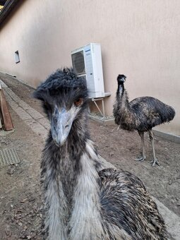 Predám vajcia pštros Emu - 2