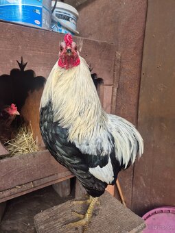 Araucana striebrokrka- kohút - 2